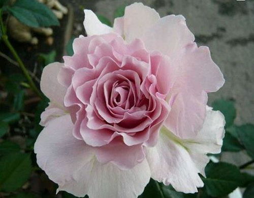 三款花中精品，小巧可愛、四季開花的水果盆栽
